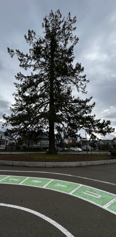 Playground tree at Grant Elementary School in Tacoma